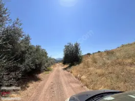 Döşemealtı Kovanlık Da Tek Tapu 5.465 M2 Zeytin Bahçesi — fotoğraf 3