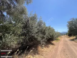 Döşemealtı Kovanlık Da Tek Tapu 5.465 M2 Zeytin Bahçesi — fotoğraf 5