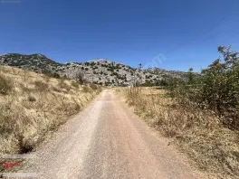 Döşemealtı Kovanlık Da Tek Tapu 5.465 M2 Zeytin Bahçesi — fotoğraf 6
