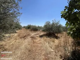 Döşemealtı Kovanlık Da Tek Tapu 5.465 M2 Zeytin Bahçesi — fotoğraf 8