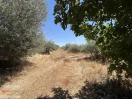 Döşemealtı Kovanlık Da Tek Tapu 5.465 M2 Zeytin Bahçesi — fotoğraf 10